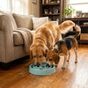 Slow Feeder Dog Bowl